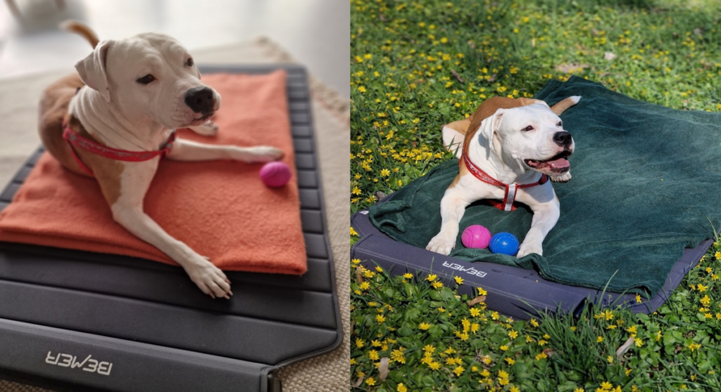 Zabiegi 8 minut Bemer dog w domu, w klinice, w gabinecie,